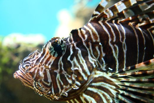 lionfish close-up underwater in tropical aquarium