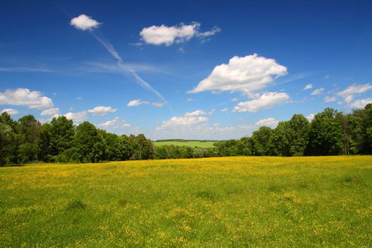 summer landscape with yellow field