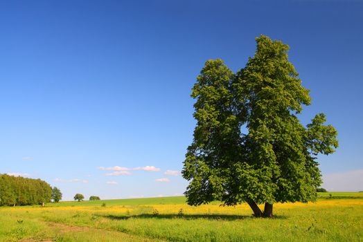 summer landscape with single lime-tree
