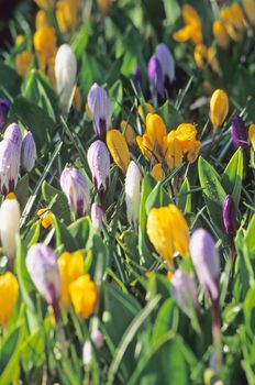 Purple, white and yellow crocus are the first flower blooms of spring. These flowers are blooming at Keukenhof Gardens in the Netherlands.