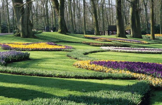 Detailed crocus beds blooming early in spring, Keukenhof Gardens, Lisse, the Netherlands. 