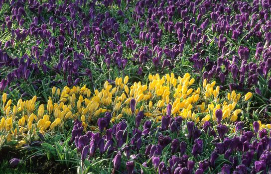 Purple and Yellow crocus beds blooming early in spring, Keukenhof Gardens, Lisse, the Netherlands. 