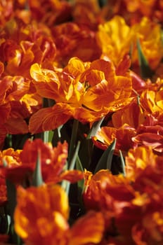 Shallow depth of field on one orange tulip in a field blooming early in spring, Keukenhof Gardens, Lisse, the Netherlands.