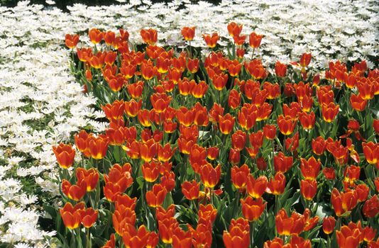 Red tulips and white Anemones make a colourful display at Keukenhof gardens in Lisse, the Netherlands