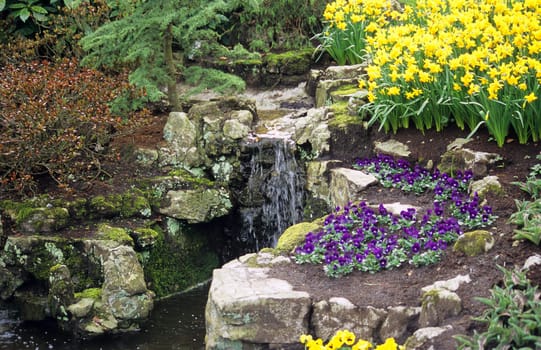 Pansies and narcissus bloom beside a small waterfall in Keukenhof Gardens.