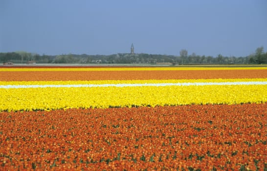 The tulip bulb industry in the Netherlands is the largest in the world. Orange, yellow and white tulips fill vast fields in Lisse, Holland. 