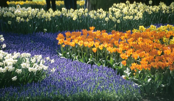Grape hyacinth, daffodils and tulips bloom in colourful patterns at Keukenhof Gardens in Lisse, The Netherlands.