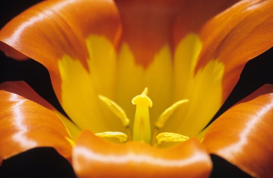 Close up of an orange and yellow tulip at Keukenhof gardens, the Netherlands.