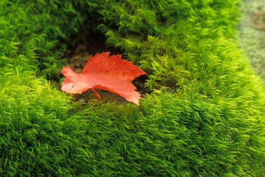 The symbol of Canada, a red maple leaf, sits on soft bright green moss - The perfect symbol of Canada's natural beauty and contrasts.