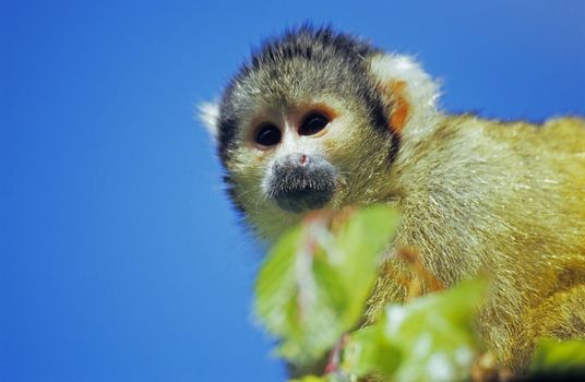 Tiny Spider Monkey in a tree.