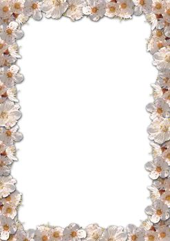 Floral border background with apricote flowers