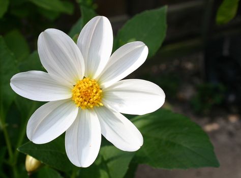 white dahlia set to the left of the picture