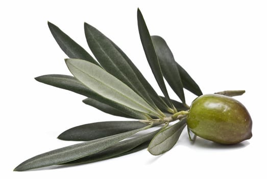 A branch with one olive.