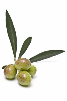 A branch with some green olives.