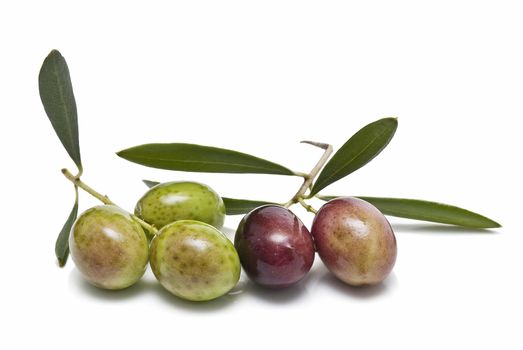 Two branches with olives.