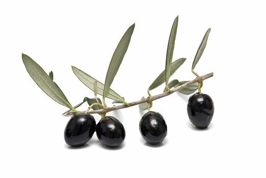 A branch with four black olives.