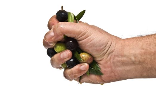 A man hand full of olives and olive oil.