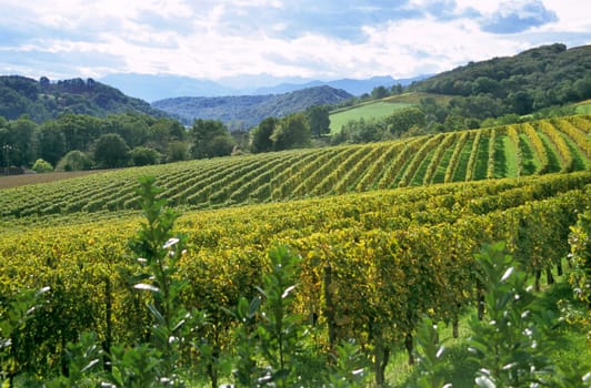 Jurancon grape vines grow in neat rows in the Pau region of France near the Pyrenese.