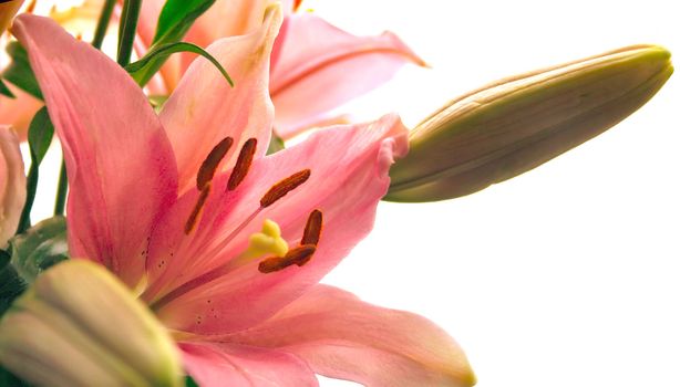 pink lily isolated over white