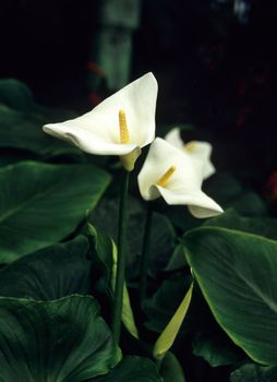 Twin white arum lilies bloom in the botanical gardens in Brussels, Belgium.