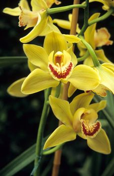 A yellow Cymbidium orchid on display at the Royal Gardens in Laeken, Belgium
