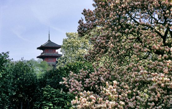 The Japanese Tower in Laeken (Brussels) Blegium with a giant Magnolia tree in the foreground.