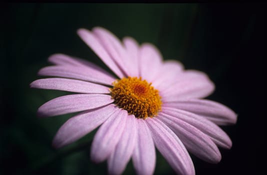 A pink daisy shot with a macro lens. (very shallow DOF)