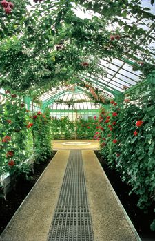 Geraniums climb the walls and Fuschias hang from the ceiling of the Royal greenhouse in Laeken, Belgium.