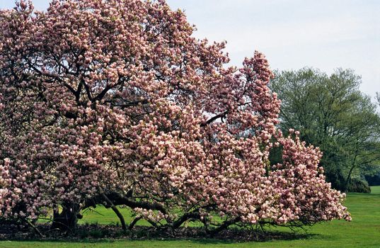 A giant Magnolia tree blooms at the Royal Botanical gardens in Laeken, Belgium in springtime.