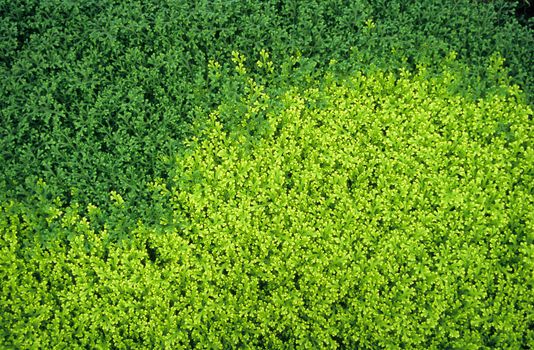 Light and dark green Selaginella Kraussiana or spreading clubmoss covers the grounds of the Royal greenhouses in Laeken, Belgium.