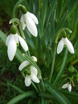 cluster of snowdrops in the grass
