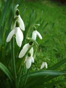 cluster of snowdrops in the grass