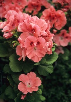 Thousands of geraniums adorn the Royal Greenhouse in Laeken, Belgium.