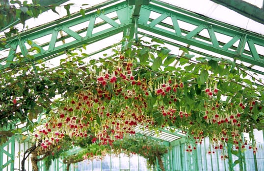 Fuschias hang from the ceiling of the Royal greenhouse in Laeken.
