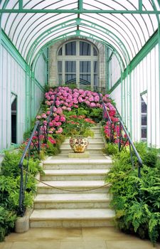 Geraniums are on display at the Royal Greenhouses in Laeken, Belgium.