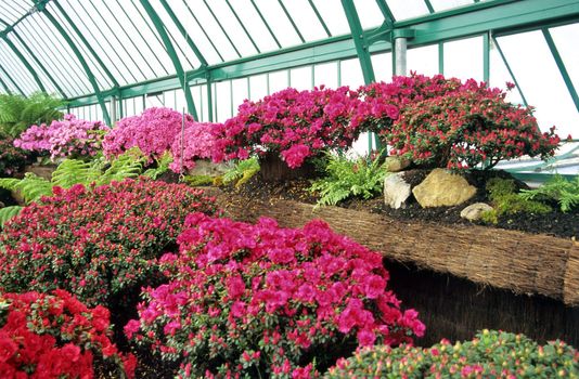 Azalea Mollis hybrids and Indian Azaleas in the Royal Greenhouses at Laeken, Belgium.