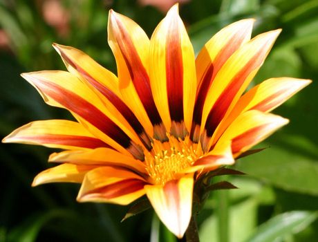 closeup of a tigerstripe gazania