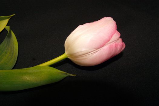 beautiful pink tulip over a black background