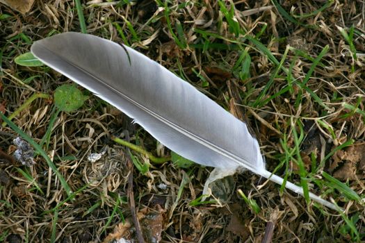 lonely feather laying amongst the grass