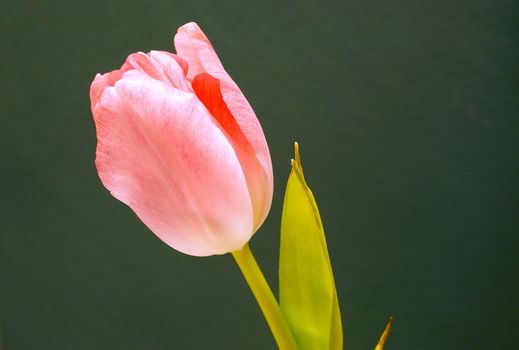 closeup of a beautiful pink tulip against a dark background