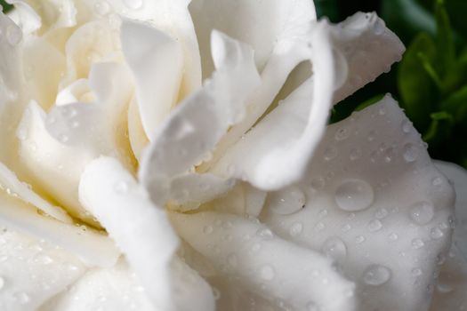 Gardenia flower with raindrops. Macro. 