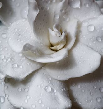 Gardenia flower with raindrops. Macro. 