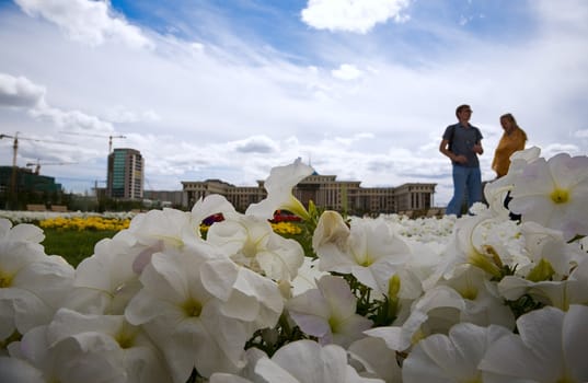 Petunia flowers at foreground, cloudy sky at background.