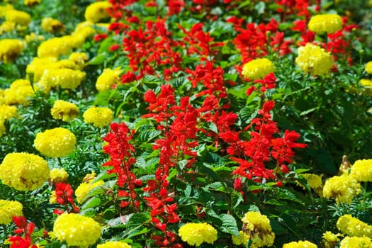 Vibrant colors of flowers - yellow and red