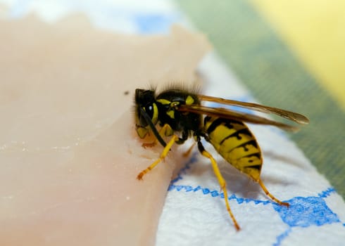 Wasp cut of piece of ham. September 2007, Novosibirsk