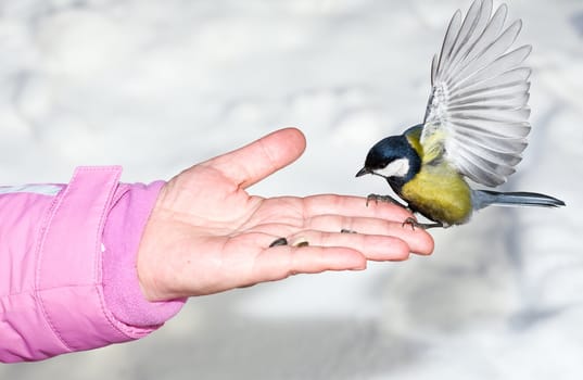 Titmouse landing to women hand