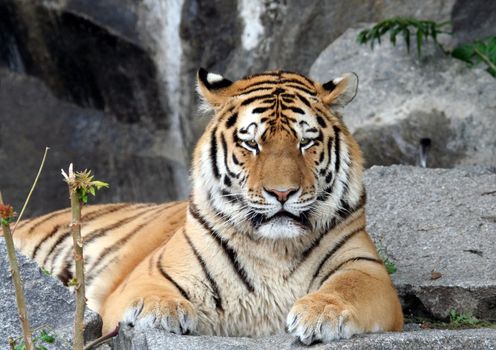 Portrait of beautiful Tiger.