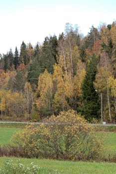 Multi-coloured autumn trees on a hill, with a few late flowers and greenery in the foreground.
