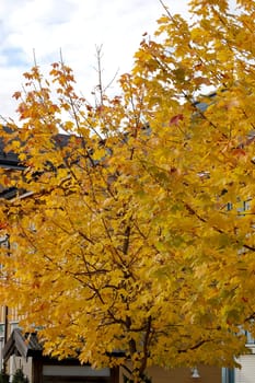 Maple trees covered in bright autumn yellow leaves.
