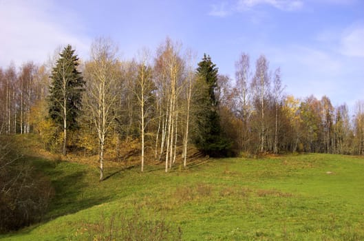 A green field, a row of almost bare trees and blue sky with whisps of white clouds - an idyllic autumn scene.